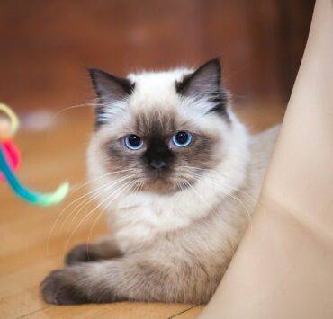 Ragdoll