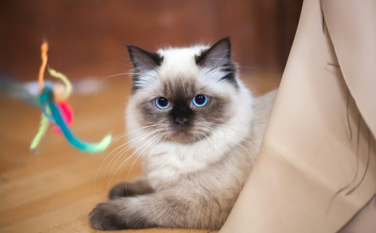 Ragdoll
