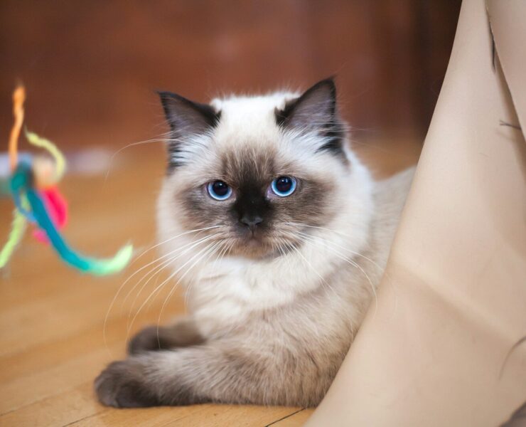 Ragdoll