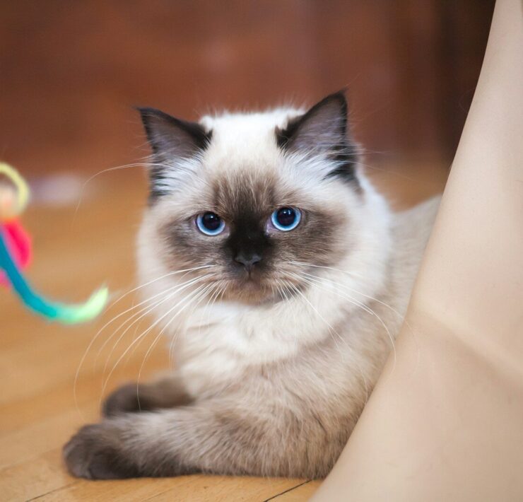 Ragdoll