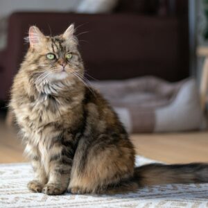 Maine Coon