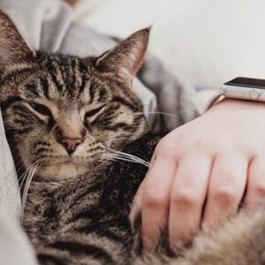 person holding gray tabby cat while lying on bed