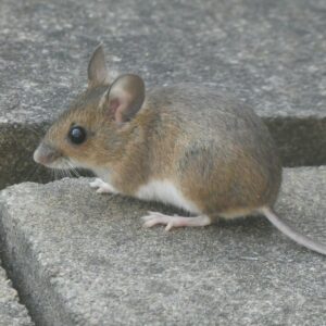 Rato: 1996, 1984, 1972, 1960