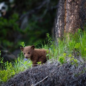 brown bear on green grass during daytime