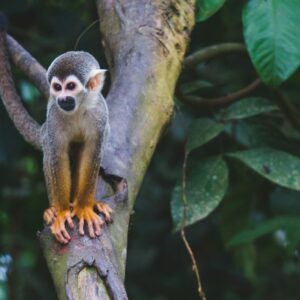 macaco: 2004, 1992, 1980, 1968