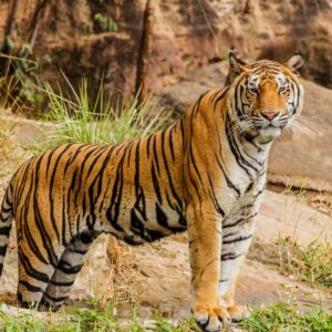 Tigre: 1998, 1986, 1974, 1962