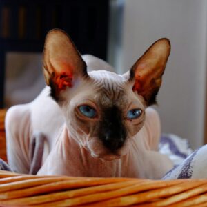 Sphynx