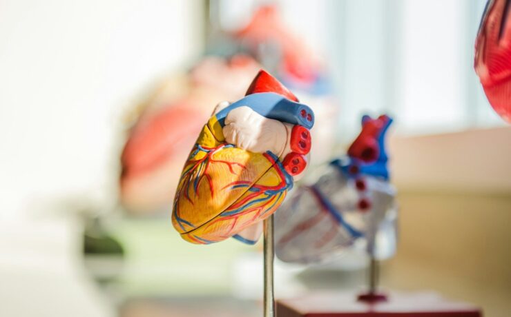 selective focus photography of heart organ illustration