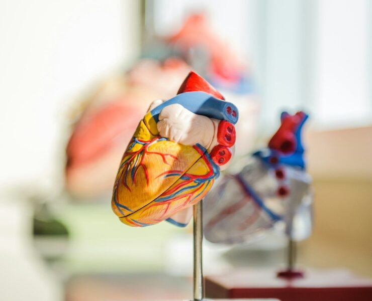 selective focus photography of heart organ illustration