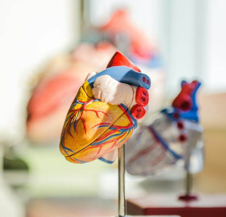 selective focus photography of heart organ illustration