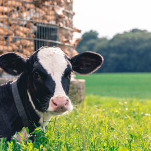 O gado é a principal fonte agrícola de gases de efeito estufa em todo o mundo, com uma vaca arrotando cerca de...