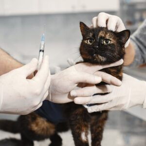 Visitas regulares ao veterinário