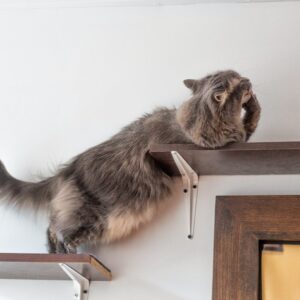 brown tabby cat on white wooden shelf